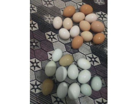 Acil Satılık Tavuklar