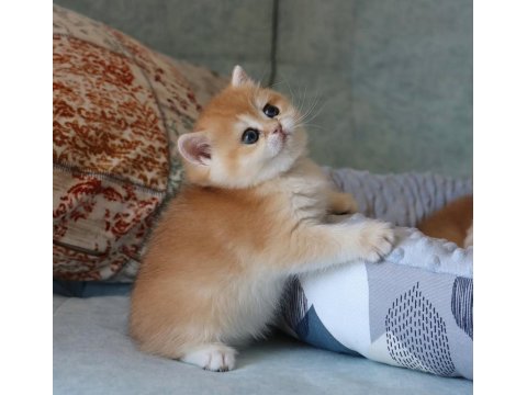 Portakal Rengi Golden British Shorthair