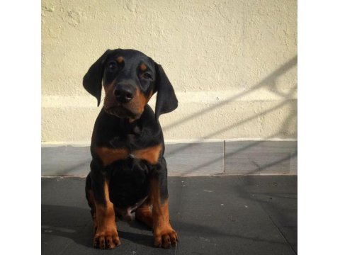 Irk Garantili Doberman Yavrular