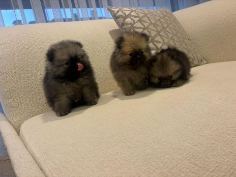 Üst Kalite Pomeranian Boo Yavrular Gönderim Var