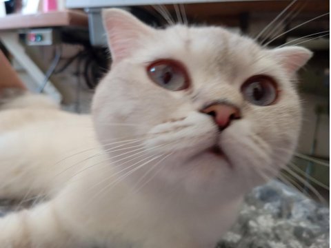 Kedimiz Mila Yuva Arıyor