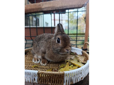 Hollanda Cüce Tavşan Anaç Takım 2+1 Yada 3+1