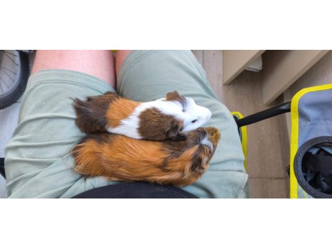 Guinea Pig 7 Aylık 2 Erkek