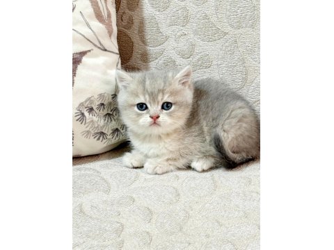 Full Şecereli Scottish Straight Golden Yavrular