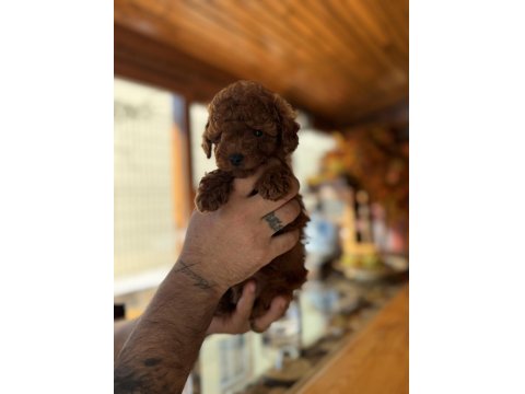 Çok Şirin Toy Poodle Bebeğimiz