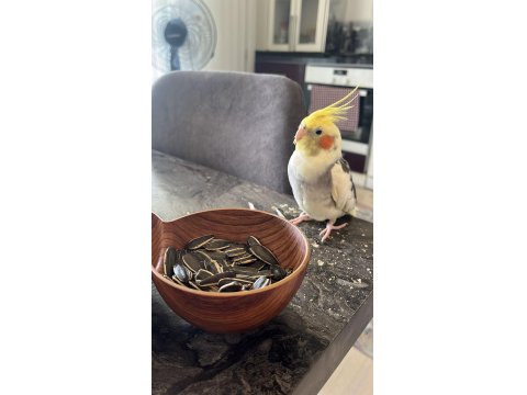 1 Yaşında Evcil Sultan Papağanı