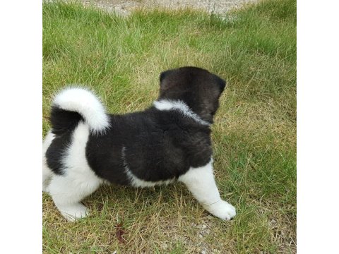 Amerikan Akita Yavru Köpekler