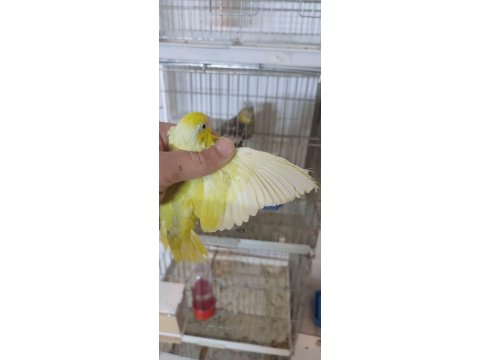 Çift Damızlık Mutasyon Forpus Papağanı