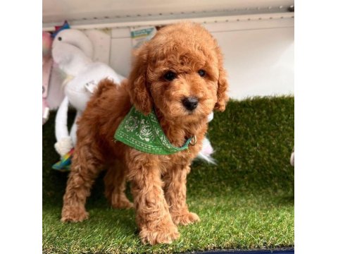 Safkan Toy Poodle Yavrularımız