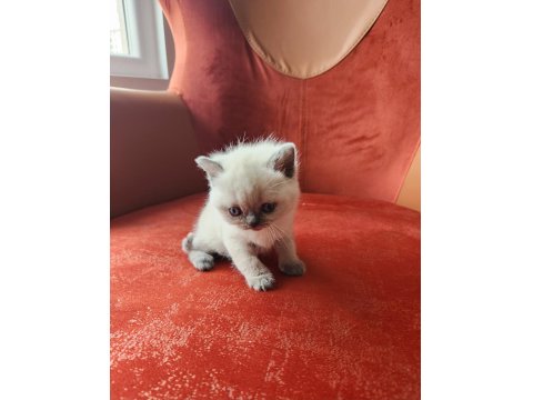 British Shorthair Blue Point