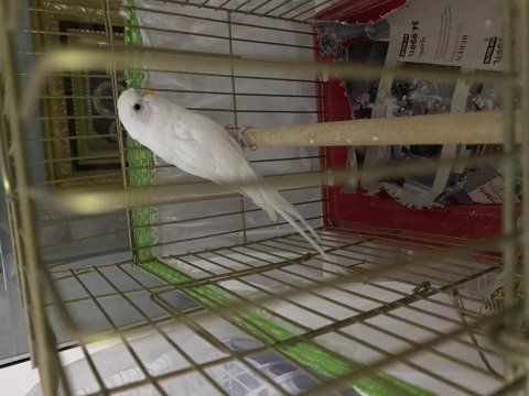 Sağlıklı Albino Muhabbet Kuşu