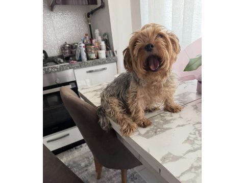 Yorkshire Terrier Köpeğime İyi Bakacak Aile Arıyorum