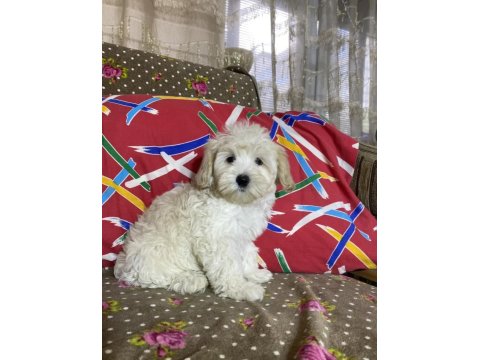Maltipoo Yavruları