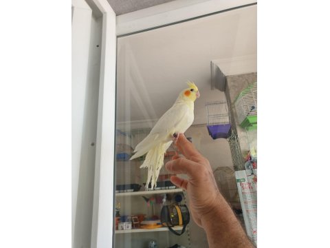 Lutino Sultan Papağanı Erkek Yavru