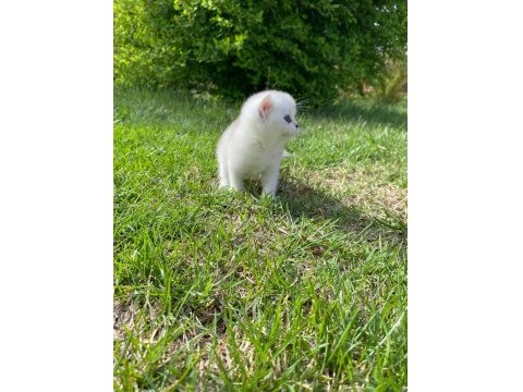 British Golden Baba Yavrusu Scottish Fold Yavru Kediler