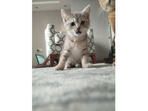 Kedimiz Puki Yeni Yuvasını Arıyor