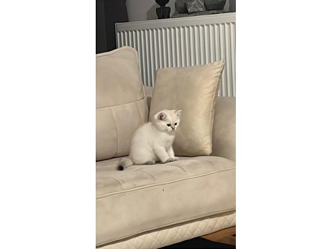 3 Aylık Golden Point British Shorthair Yavruları