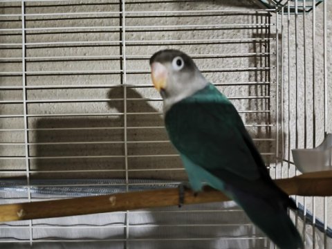 Yeni Yeme Düşmüş Evcil Cennet Papağanı