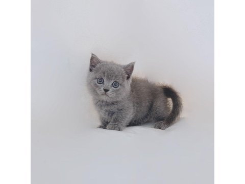 Sevimli British Shorthair Yavruları