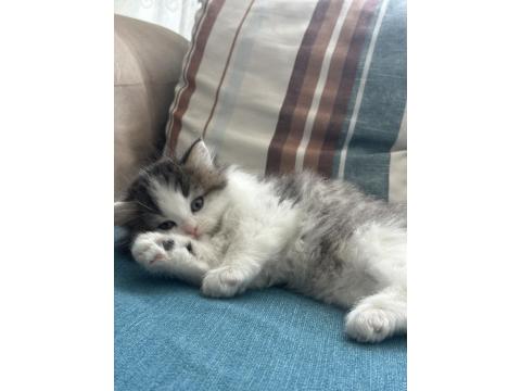 1.5 Aylık British Longhair Melek Gibi Yavru