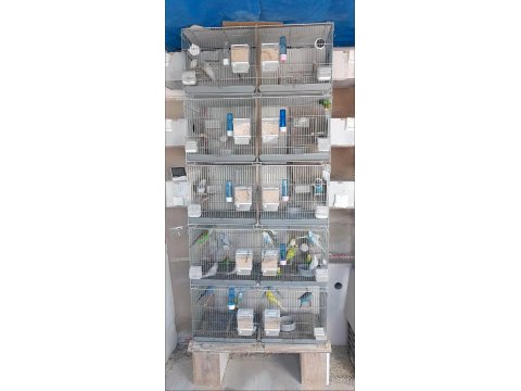 Komple Takım Muhabbet Kuşlar