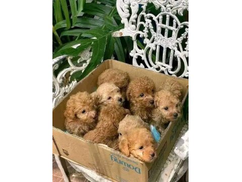 Toy Poodle Yavrular