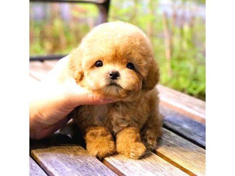 Toy Poodle Yavrular (Ücretsiz Değildir)