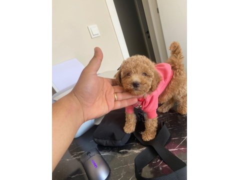 9 Haftalık Dişi Apricot Toy Poodle