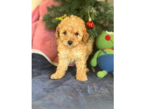 Yasal Çiftlikten Toy Poodle Yavru