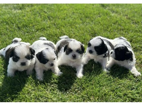 Siyah Beyaz Shih Tzu Yavrular