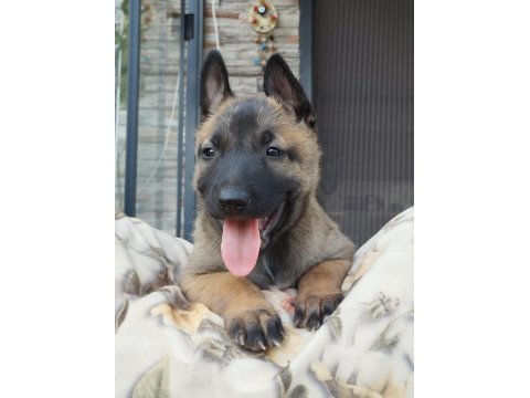 Orjinal Belçika Kurdumuz