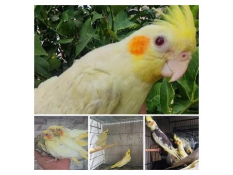 El Besleme Sultan Papağanı Yavruları