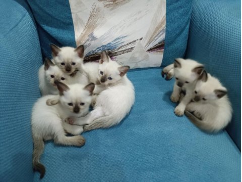 Safkan Siyam Kedisi Yavrular Yeni Yuvalarını Arıyor