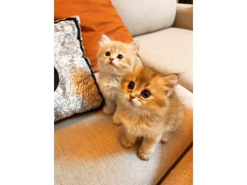 Safkan British Yavrular