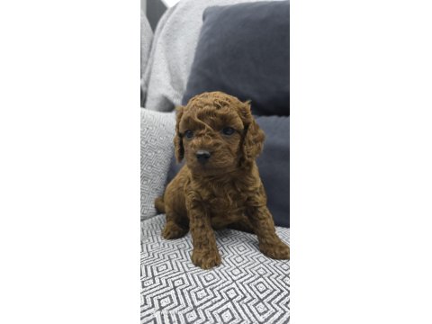 Kore Dark Red Poodle Bebek Köpekler