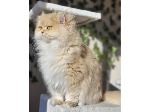 British Longhair Erkek Açıklamayı Okuyun