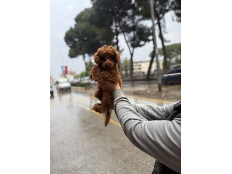 Şehir Dışına Çıkacağım İçin Sahpilendireceğim Poodle