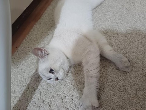 Sevimli Oyuncu Kedimiz Ares Ücretsiz Sahiplendirilecektir