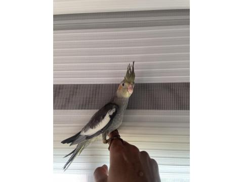 35 Günlük Sultan Papağanı