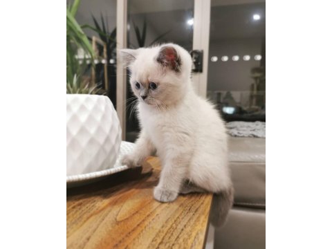 British Shorthair Yavrular