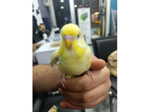 Fenerbahçelilere Özel Muhabbet Kuşu