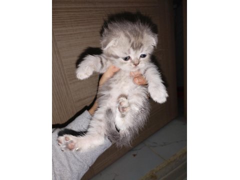 45 Günlük Dişi Ve Erkek Kediler Mevcut