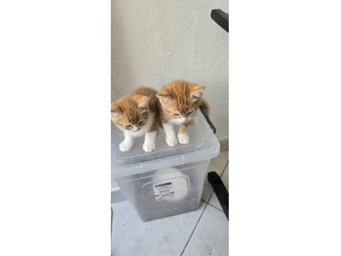 3 Adet Dişi Erkek Kedimiz Sahiplendirilecek Kedi