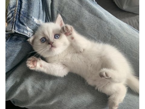 Show Kalite British Shorthair Yavrular