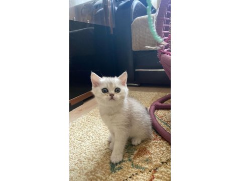 Muhteşem Kan Hattına Sahip Scottish Straight Yavrular