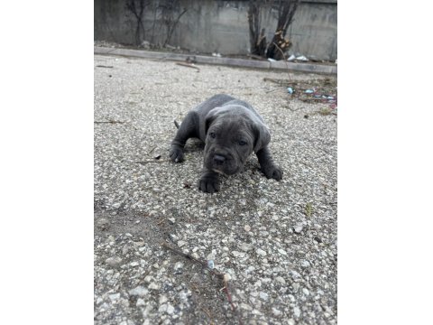 Ab Kalite Cane Corso Bebekler Yeni Yuvalarını Arıyorlar