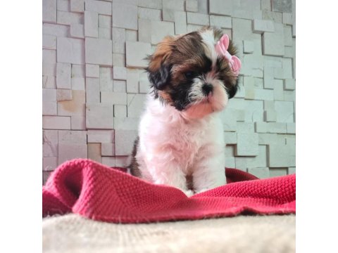 Shih Tzu Yavruları