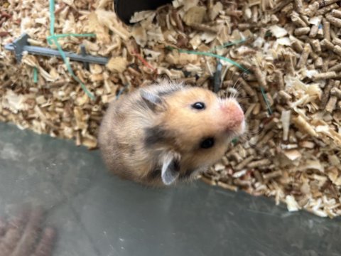 Evcil Hamsterlar