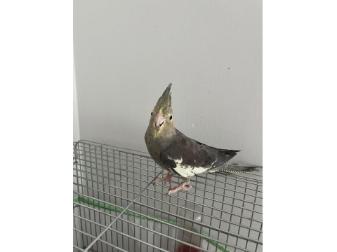 Konuşan Ele Alışık Sultan Papağanı Paşamız