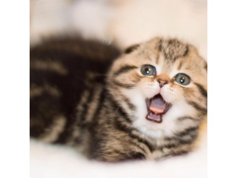 Minik Kıvrım Büyük Sevgi Blackgolden Scottish Fold